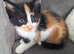 Two female kittens
