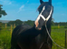 Glanwynry Roseina