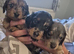 3 male long haired miniature dachshunds