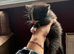 3 Male kittens