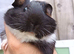 Male Guinea pig 7 weeks old