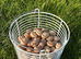 Guinea fowl eggs for sale & keets