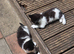 Cute kittens for sale (NEED GONE ASAP)