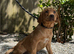 Fox Red & Black Labrador Retriever Puppies