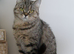 Stunning Active British Shorthair