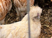 Padovana & Silkie x