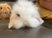 Litter of lion lops. Unusual colours.