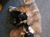 Ragdoll cross kittens