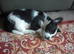 9 week old puppy looking for forever home