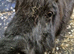 Mini shetland mare