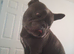 Male French bull dog