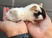 1 female guinea pig left
