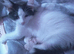 2 x kittens