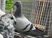 Spanish Gorguero