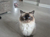 Pure breed Ragdoll Kittens