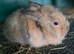 Bunny lionhead x mini lop