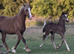 Welsh D colt