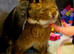 Gian French Lop x Neddie Auguti young entire male