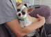 Apple head chihuahua boy 17w