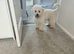 Puppy for sale