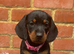 Miniature Dachshunds