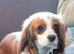 Cavapoo Puppies last boy