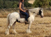 Ideal family pony