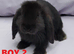 Cute French x Mini Lop Ready to Go!!!