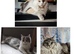 Pedigree female Mainecoon