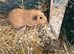 Female guinea pigs