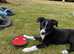 Male border collie