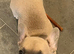 Stunning Female Frenchie