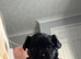 4 stunning chihuahua puppies