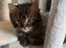 Scottish straight and Scottish fold kittens