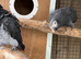 Proven breeding of Timneh greys