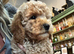 BEAUTIFUL RED MINIATURE POODLE GIRL AVAILABLE