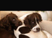 Springer spaniels