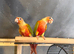 High red & Cinnamon Conures