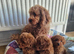 Red Toy Poodle Puppies