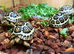 Rare High White Leopard Tortoise hatchlings