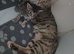 Bengal mix kitten girl
