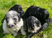 Beautiful Cockapoo Puppies