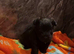 Patterdale puppy