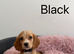 Stunning Cocker Spaniel Puppies – 2 Boys & 5 Girls Ready Now!
