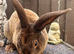 Chocolate Mini Rex