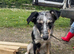 Border collie cross kelpie