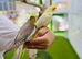 Cocktail parrot