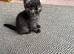 Scottish fold kittens