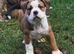 Beautiful old tyme English Bulldog pup