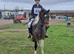 Dartmoor hill pony